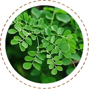 Moringa Oleifera Leaves